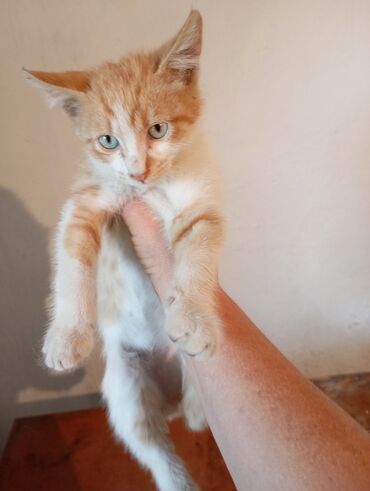 находки документов: 🐱 Котёнок мальчик 3 месяца в добрые руки