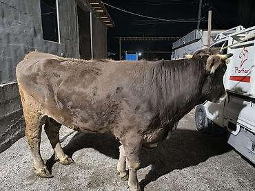 Коровы, быки: Продаю | Бык (самец) | На откорм | Привязанные — 4