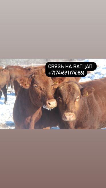 Коровы, быки: Бычки телята тёлучки +7)747)691)74)86) вотсап Бычки телята тёлки