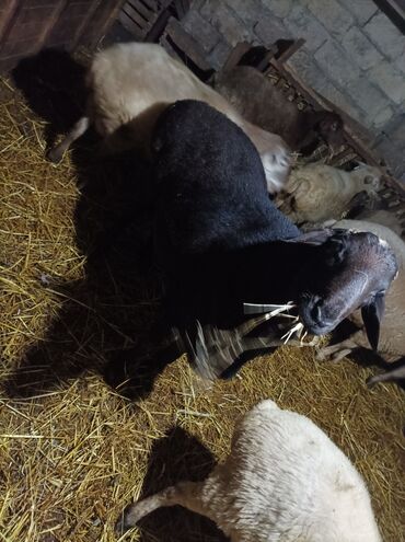 Qoyunlar, qoçlar: GİSAR QOCU. İKİ YAŞ YARİMLİQ. Diri çəkisi 93 kq.TAM SAQLAM. QOYUN — 9