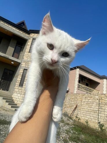 Pişiklər: Türk anqora -da lalafo.az — 5 Pişiklər: Türk anqora — 5