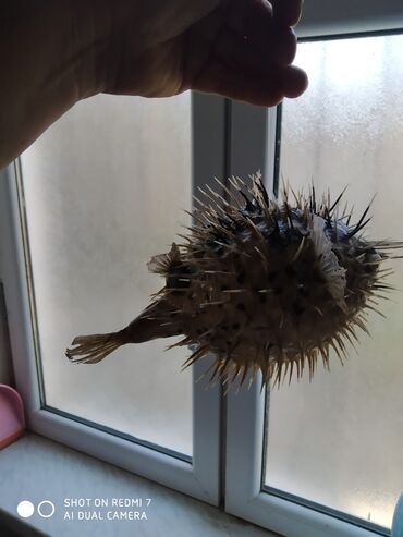 Digər ev dekoru: Рыба -еж рыба-шар чучело в наличии 2 шт — 6