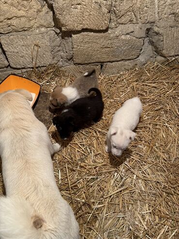 İtlər: 1 ay — 11