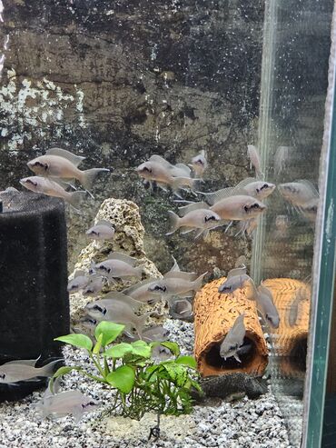 Рыбы: Цихлиды-подростки оптом! - бирюзовая акара - голубой дельфин - — 25