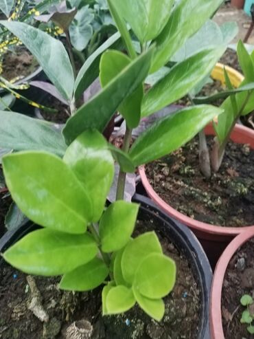 Otaq bitkiləri: Otaq bitkiləri – Fikus elastika kolleksiyası və digər dekorativ növlər — 30