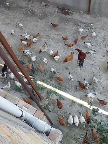 bildirçin əti satışı: Kent colpalarinin satisi Damazliq ve yemek ucun qiymeti 7,8,9 azn — 1