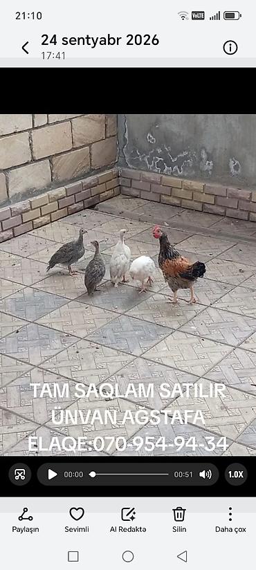 Toyuqlar: Toyuq, Yumurtalıq — 4
