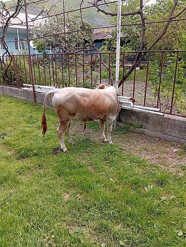etlik cuceler: 7 aylıq erkək dana satıram 90 nan kox əti var sağlam yiyimgil maldı — 2
