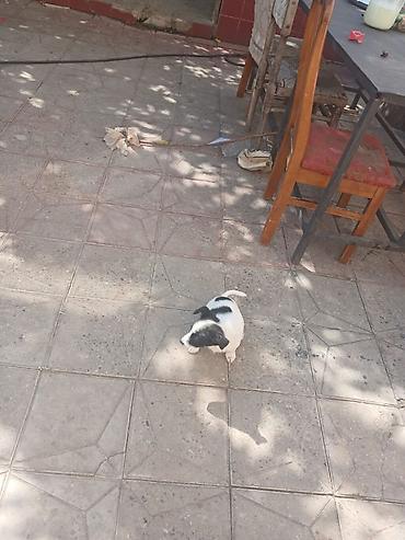 bull terrier satilir: Zvanokdi 2 ayı olmuyub hələ iynəsi vurulub qurd dərmanı attırılıb — 2