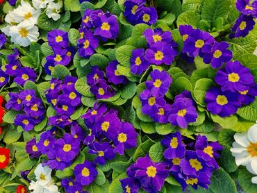 Otaq bitkiləri: 1Gullerin satişi unvanniza odenişli çatrlmada var karistan karpiz — 12