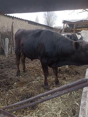 Коровы, быки: Продаю | Бык (самец) | На откорм — 13