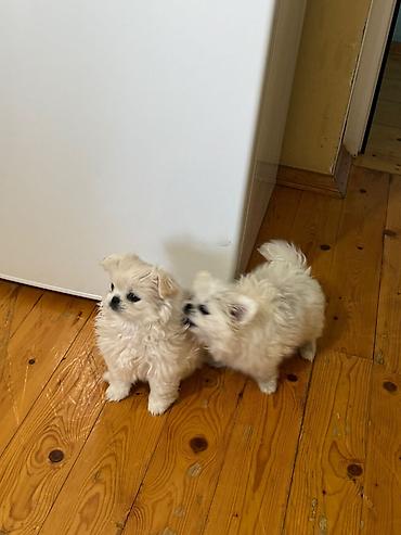 febulus dermani haqqinda: Pekines, 1 ay, Dişi, Peyvəndli, Ödənişli çatdırılma — 2