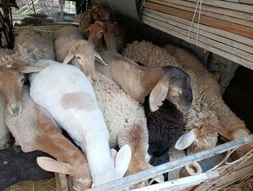 Кочкорлор, койлор: Сатам | Ургаачы кой (ургаачы) | Союуга, Көбөйтүү үчүн