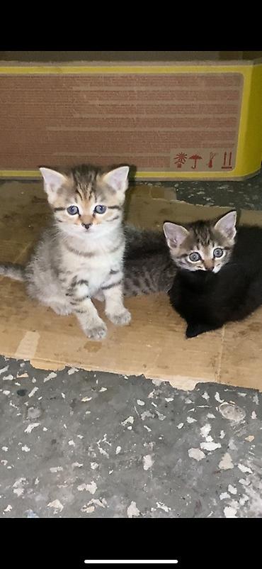 котятк: ИЩИМ ДОМ КОТЯТКАМ ❗️‼️ Котята, тигровые окрасы и один чёрный. Возраст — 3