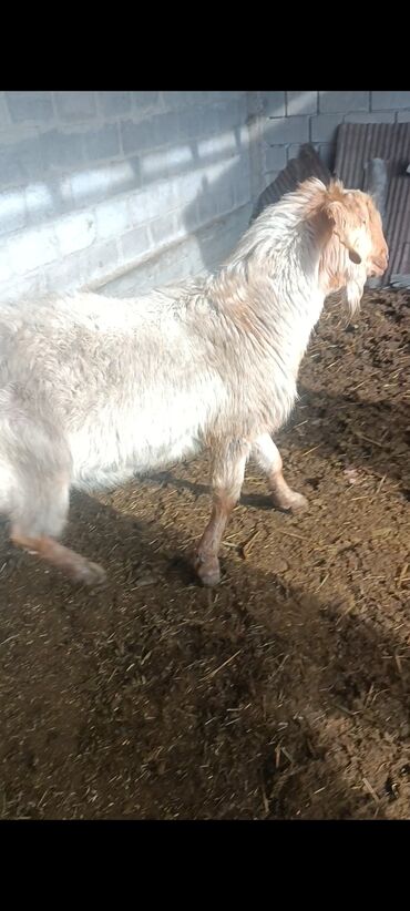Козы, козлы: Продаю | Козёл (самец) | Битал | Осеменитель — 7