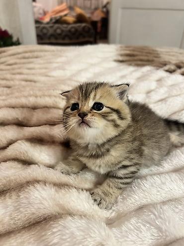 Pişiklər: Britan, Erkək, Ödənişli çatdırılma — 10