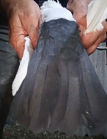 Göyərçinlər: Məhsul:Salam damazlıq sağlam bala verən quslarimdir, erkey oynaq göy — 17