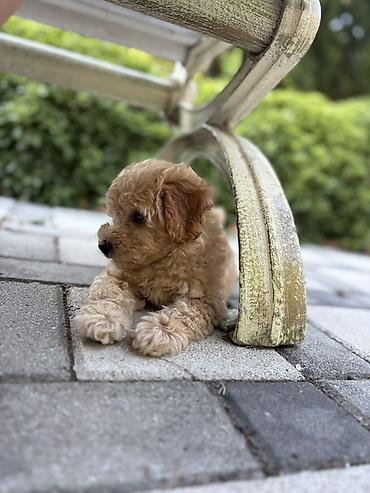 İplər, saplar: SATILIR: Toy Poodle bala – Gəncə Xüsusiyyətlər: - Cins: Toy Poodle — 7