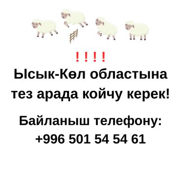 требуется тракторист без опыта: Требуется Пастух, Оплата Ежемесячно