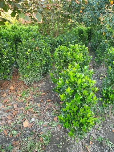 Çöl bitkiləri: Hedc üçün həmişəyaşıl dekorativ kollar boyu 100 və cm120 3azn — 7