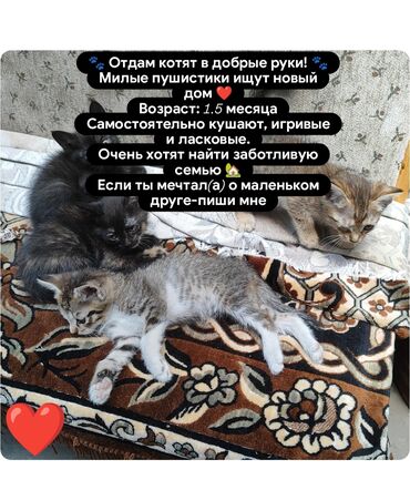 отдам машину в хорошие руки бесплатно: 2 айлык, Эркек, Курттардан тазаланган