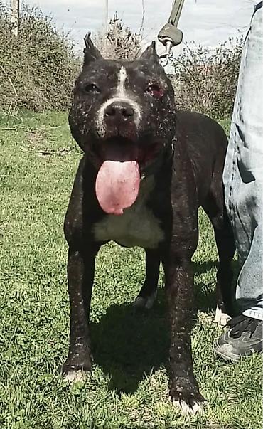 belçika çoban iti: Pitbul, 6 il, Erkək — 3