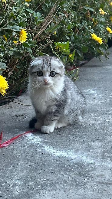 Шотландский котёнок (короткошёрстный, вислоухий тип). Окрас