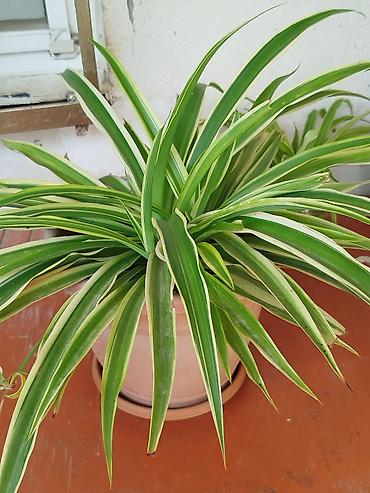 gubre: 8manat.sağlam bitkidir. Ünvan Suraxanı ray.Xlorofitum (Spider Plant) – — 1
