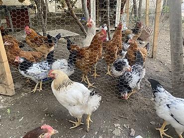 gəncə toyuq satan: Böyüklər 2kq 15 manat Balacalar 10 manat Təmiz Kənd Xoruzlarıdı — 4