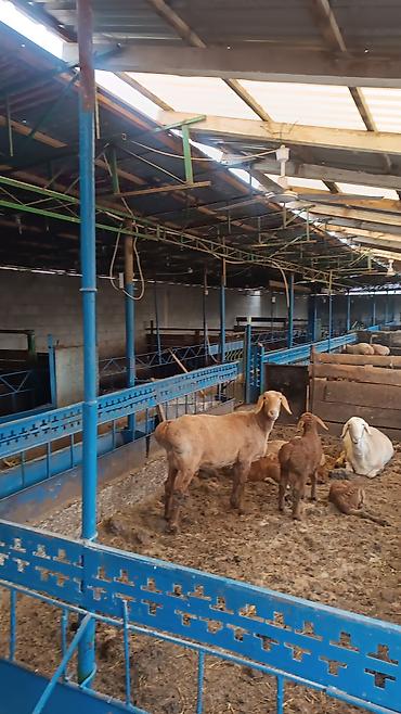 Продажа коттеджей и домов: Продается кошар с домом в селе Кайырма 💸=110.000$+торг уместен — 16