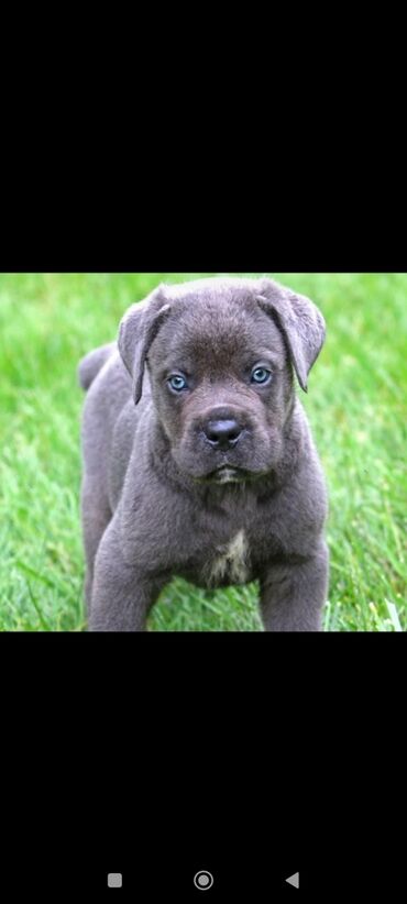 alman çoban köpeği: Kane-Korso