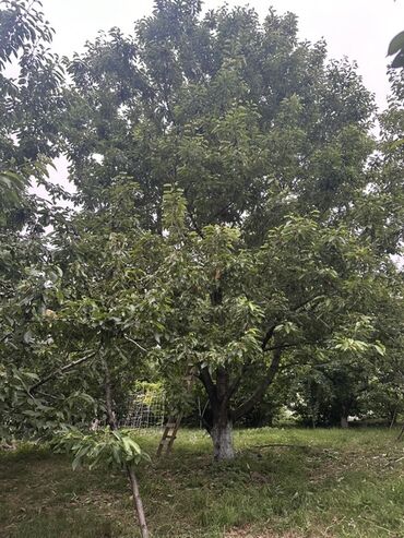 Torpaq sahələrinin satışı: Kənd təsərrüfatı, Kupça (Çıxarış) — 4