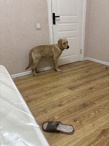 labrador retriever: Retriever, 5 ay — 7