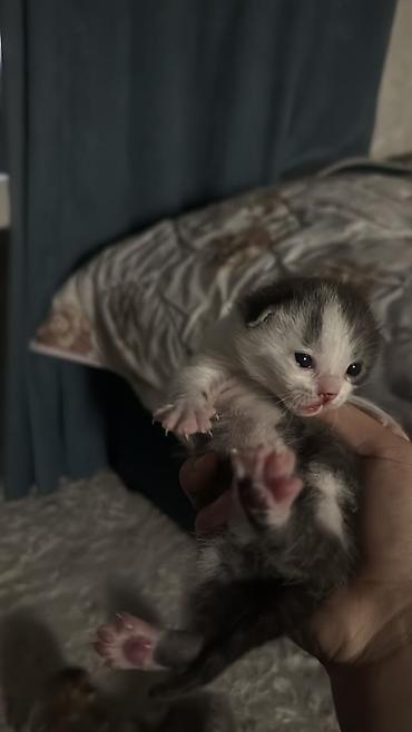 кошка шиншила: Кошка даром: Скотиш Страйт (Шотландская прямоухая), 1 год, Девочка, Приучена к лотку — 4