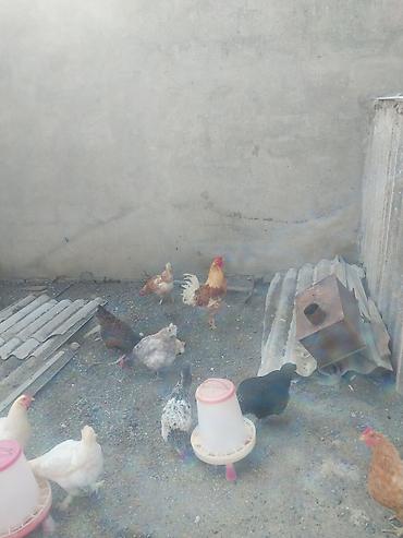 toyuq liqorin: Toyuq, Liqorin, Yumurtalıq — 2