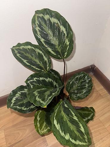 green leaf: Калатея Медальон (Calathea ‘Medallion’) — декоративно-лиственное — 3