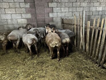 куплю козы: Продаю | Овца (самка), Ягненок | Арашан | Для разведения | Племенные