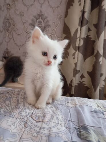 купить кролик декоративный: 2 месяца, Девочка, Белый, Приучена к лотку