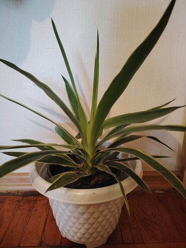 Tinglər: Sadə qabında uzun və sivri yarpaqları olan dekorativ yucca bitkisi. Ev