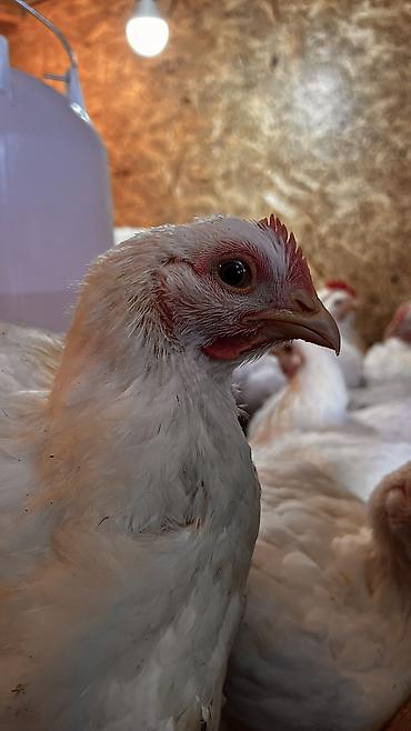 Бройлер: Продаем домашних бройлеров — выращены на натуральных кормах с особым — 7