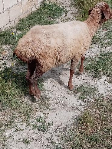 Qoyunlar, qoçlar: 2 dənə qoyun biri 160 manat — 3