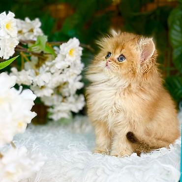 Pişiklər: Britan — 1