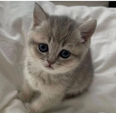 кошка породы мейн кун: Мышык сатып алам — 1