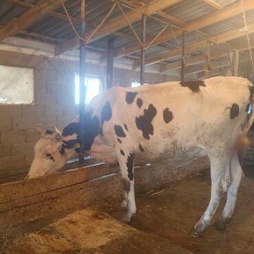 Коровы, быки: Гольштин фриз, 2 отел, до 30,35 литров молока даёт, в зависимости от
