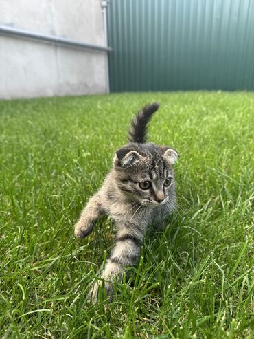 голубая вислоухая кошка: Отдам котят в добрые руки! Мама — вислоухая кошка, папа — дворняжка