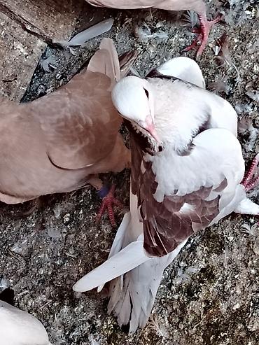 goyercin damı: Salam erkey tutulma 15manat unan maşdaga 0516831165 vatsapda aktivdir — 3