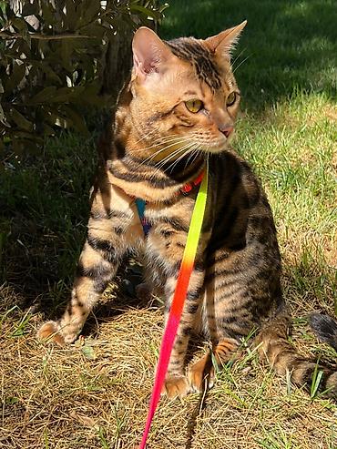 Pişiklər: Benqal, Erkək — 7