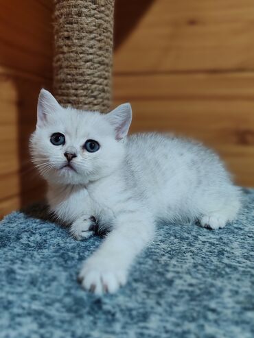 Коты: Продаются шотландские котята скотиш-страйт девочка,в окрасе