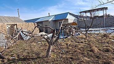 обработка плодовых деревьев: Профессиональная обрезка плодовых деревьев и формировка кроны - — 3