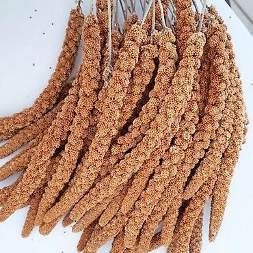 Tutuquşları: Quldalar satilir Erkey 130 dişi 160. 2 yaş hazir Cutlerde var — 12